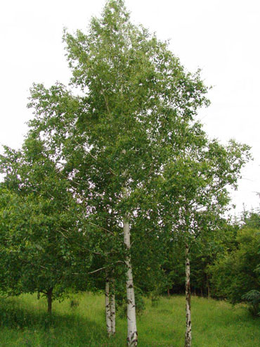 Bela breza - Betula alba L