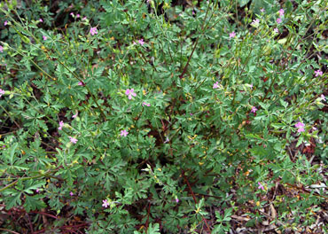 Crveni zdravac - Geranium robertianum L.