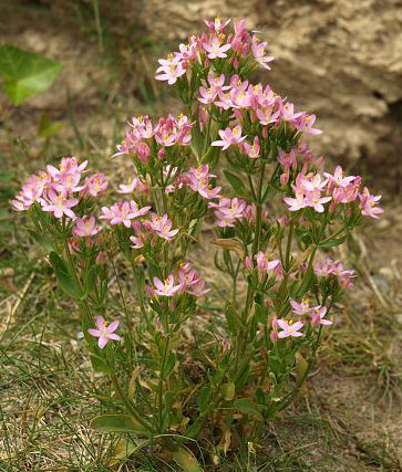 Kicica - Centaurium erythraea