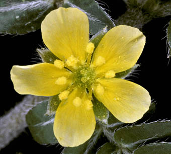 Tribulus_cvet