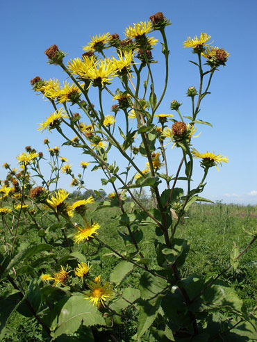 Beli oman - Inula helenium L