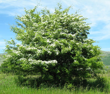 Glog - Crataegus monogyna