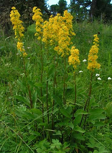 Zlatnica, Celebi grana - Solidago virgaurea L.