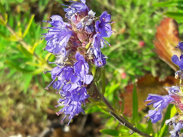 Hyssopus officinalis