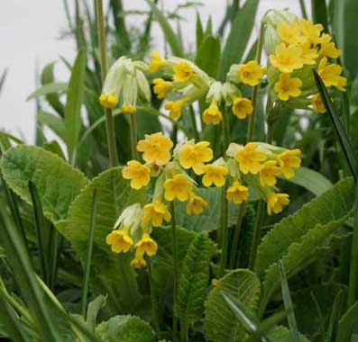 jagorcevina_primula_veris