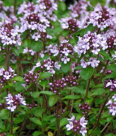 Majkina dusica - Thymus serpyllum