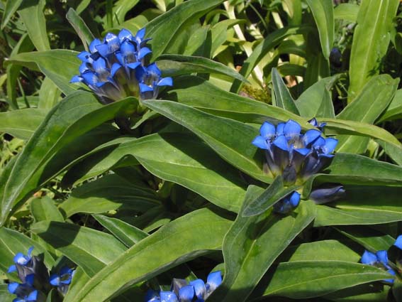 Otodovka,Gentiana Cruciata