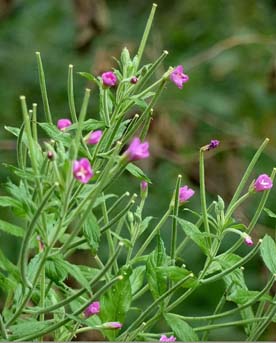 Sitnocveta vrbovka, mala mlecika - Epilobium Parviflorum L