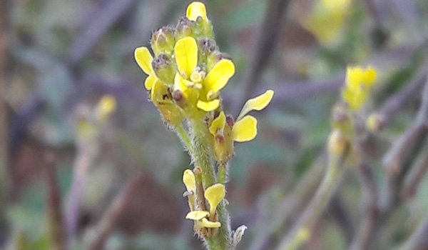 Sisymbrium officinale