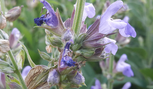 Salvia officinalis