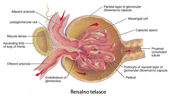 glomerul